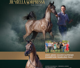 JR Bella Sorpressa thumbnail picture