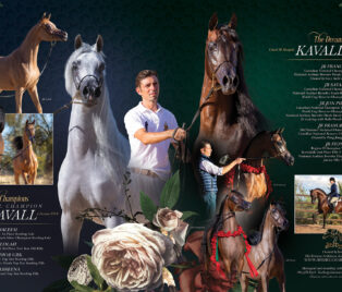 The Sire of Champions & The Dream Maker… thumbnail picture
